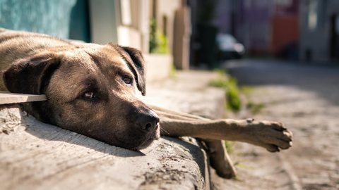 Casos de maus-tratos a animais disparam no interior de SP - Imagem: Reprodução/Freepik