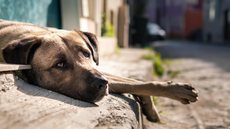 Casos de maus-tratos a animais disparam no interior de SP - Imagem: Reprodução/Freepik