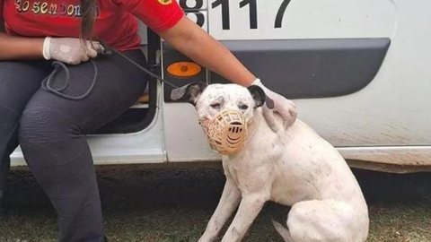 Cachorro vira-lata causa alvoroço na Linha 3-Vermelha em São Paulo - Imagem: Reprodução/Metro SP
