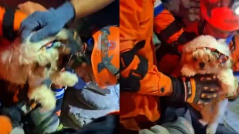 Equipes encontram cão sobrevivente durante buscas por vítimas de terremotos em Caracas - Imagem: Reprodução/APOSTILA DA PRESIDÊNCIA DE EL SALVADOR/VIA REUTERS