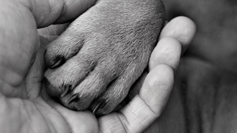 Cachorros são encontrados mortos depois de ida ao pet shop em São Paulo. - Imagem: reprodução I Pixabay