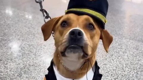 Charlie, mascote oficial do Aeroporto Internacional de São Paulo, em Guarulhos, foi resgatada no terminal e hoje ajuda a recepcionar passageiros. - Imagem: Reprodução