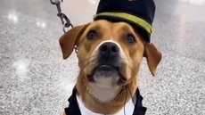 Charlie, mascote oficial do Aeroporto Internacional de São Paulo, em Guarulhos, foi resgatada no terminal e hoje ajuda a recepcionar passageiros. - Imagem: Reprodução