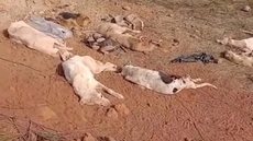 Polícia é surpreendida com mais de 40 cadáveres de cães encontrados em terreno - Imagem: reprodução