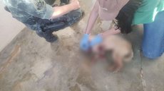 Cães são resgatados em situação de maus-tratos no interior de SP - Imagem: Divulgação / Polícia Militar Ambiental