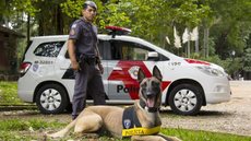 Cães de faro, acompanhados por policiais treinados, são cruciais para a segurança nas unidades prisionais de São Paulo - Imagem: Reprodução/AOPP