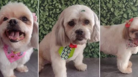 Veterinários alertam sobre os riscos da hipertermia e a importância de cuidados adequados em dias quentes para animais - Imagem: Reprodução/G1