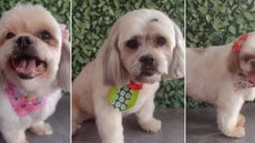 Veterinários alertam sobre os riscos da hipertermia e a importância de cuidados adequados em dias quentes para animais - Imagem: Reprodução/G1