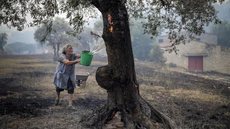 Em Ourém, em Portugal, uma mulher joga água de um balde em chamas em uma árvore, em 13 de julho de 2022 - Imagem: Pedro Rocha | Instagram