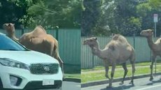 VÍDEO: camelos fogem de presépio vivo e assustam motoristas - Imagem: reprodução Twitter