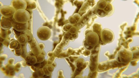 Imagem computadorizada do super fungo Candida auris, feita pelo Centros de Controle e Prevenção de Doenças (CDC) - Imagem: reprodução/CDC