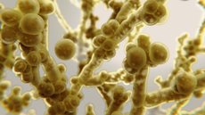 Imagem computadorizada do super fungo Candida auris, feita pelo Centros de Controle e Prevenção de Doenças (CDC) - Imagem: reprodução/CDC