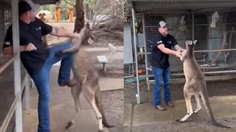 Canguru 'luta' com turista em parque e viraliza na web; assista - Imagem: reprodução