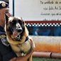 Ao longo de sua história, o canil realizou diversas missões com emprego de cães, como: busca e localização de entorpecentes; auxílio no trabalho da polícia para localizar corpos, entre outros - Foto: Marcelo Ulisses/SMSU