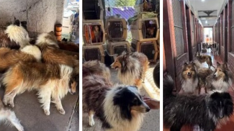 Cães resgatados em canil clandestino de Carapicuíba - Imagem: Divulgação | DPPC