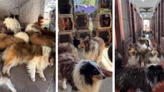 Cães resgatados em canil clandestino de Carapicuíba - Imagem: Divulgação | DPPC