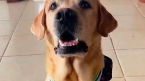 Notícia boa! Desaparecido há 82 dias, cão finalmente reencontra família - Imagem: reprodução redes sociais