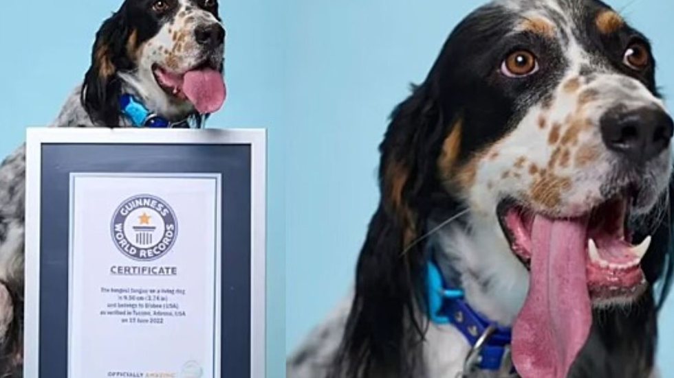 Um cachorro chamado Bisbee está com o rostinho estampado no Guinness Book por sua língua de 9,49 centímetros. - Imagem: reprodução I Portal Amo meu Pet