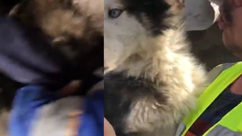 Cachorro foi resgatado depois de 23 dias nos escombros - Imagem: reprodução Twitter