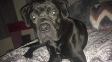 O sequestro de cão chamado Reggie deixou sua família arrasada - Imagem: reprodução/Facebook
