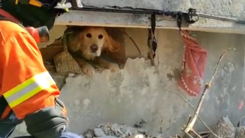 Uma operação portuguesa de resgate foi acionada para salvar um cachorro que estava preso sob os escombros. - Imagem: reprodução I Twitter @proteccaocivil
