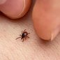 Febre maculosa é transmitida pela picada de carrapatos infectados e exige diagnóstico rápido para reduzir o risco de complicações graves. - Imagem: Reprodução