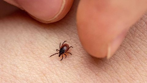 Febre maculosa é transmitida pela picada de carrapatos infectados e exige diagnóstico rápido para reduzir o risco de complicações graves. - Imagem: Reprodução