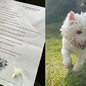 "Meu primeiro dia no céu": jovem recebe carta emocionante após morte de seu cãozinho; veja - Imagem: reprodução Twitter @juzao