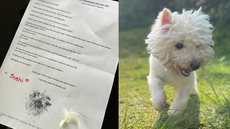 "Meu primeiro dia no céu": jovem recebe carta emocionante após morte de seu cãozinho; veja - Imagem: reprodução Twitter @juzao