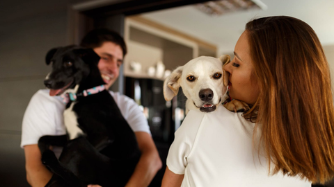 Projeto aprovado pelo Senado cria regras para guarda de pets após separações e prioriza o bem-estar dos animais - Imagem: Reprodução