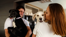 Projeto aprovado pelo Senado cria regras para guarda de pets após separações e prioriza o bem-estar dos animais - Imagem: Reprodução