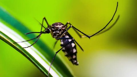 Brasil vê queda histórica nos casos de dengue esse ano. - Imagem: Reprodução/Pixabay.