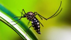 Brasil vê queda histórica nos casos de dengue esse ano. - Imagem: Reprodução/Pixabay.