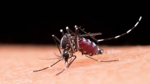Os casos positivos do vírus da dengue triplicaram no começo do ano de 2023 até março. - Imagem: reprodução I Freepik