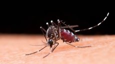 Os casos positivos do vírus da dengue triplicaram no começo do ano de 2023 até março. - Imagem: reprodução I Freepik