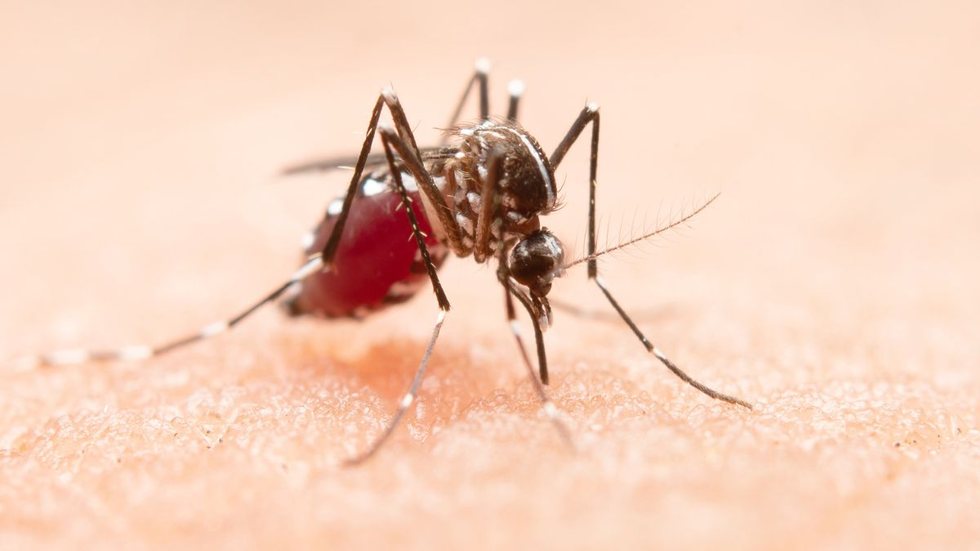 Após atingir a corrente sanguínea, o vírus da dengue se multiplica e atinge diversos órgãos - Imagem: Reprodução/Freepik