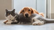 A justificativa foi “violação a dignidade dos animais” - Imagem: Reprodução / Pixabay