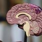 Cientistas buscam entender os mecanismos de proteção do cérebro humano contra o Alzheimer - Imagem: Reprodução/Robina Weermeijer/Unplash