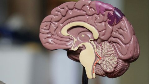Cientistas buscam entender os mecanismos de proteção do cérebro humano contra o Alzheimer - Imagem: Reprodução/Robina Weermeijer/Unplash