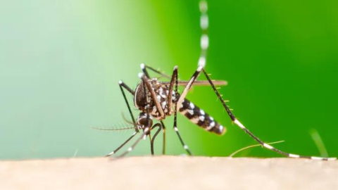 Mosquito aedes, responsável pela transmissão da Chikungunya - Imagem: Reprodução / Mundo Educação