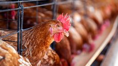 China suspende embargo e volta a importar carne de frango do Brasil - Imagem: Reprodução / Freepik