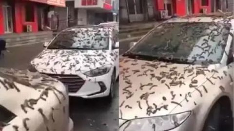 VÍDEO - chuva de vermes deixa moradores desesperados - Imagem: reprodução redes sociais