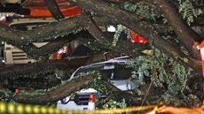 Chuvas intensas causam 24 quedas de árvores em SP - Imagem: Reprodução / Agência Brasil / Paulo Pinto