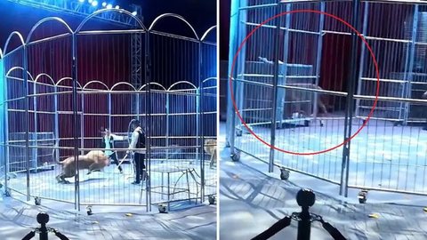 Vídeo mostra leões fugindo da jaula durante apresentação de circo e plateia histérica - Imagem: reprodução