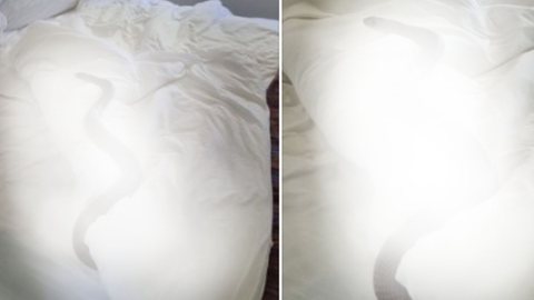Mulher se assustou ao encontrar cobra na cama - Imagem: reprodução Twitter