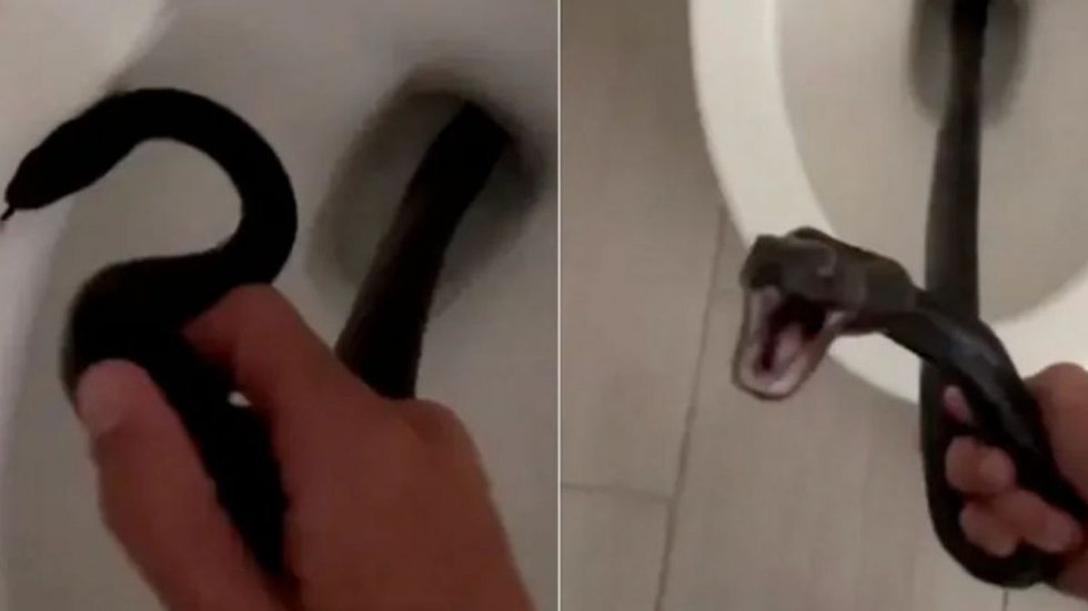 VÍDEO - mulher volta de férias e encontra cobra vivendo dentro do vaso sanitário - Imagem: reprodução Instagram