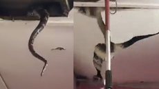 Cobras gigantes assustam moradores - Imagem: reprodução Twitter