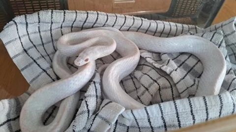 Cobra albina também é conhecida como cobra-do-milho - Imagem: reprodução/Facebook