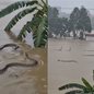 Mais de 900 cobras venenosas vão parar nas ruas após enchente na China; vídeo é assustador - Imagem: Reprodução/Twitter/X