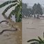 Mais de 900 cobras venenosas vão parar nas ruas após enchente na China; vídeo é assustador - Imagem: Reprodução/Twitter/X